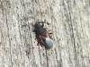 Oxycarenus lavaterae